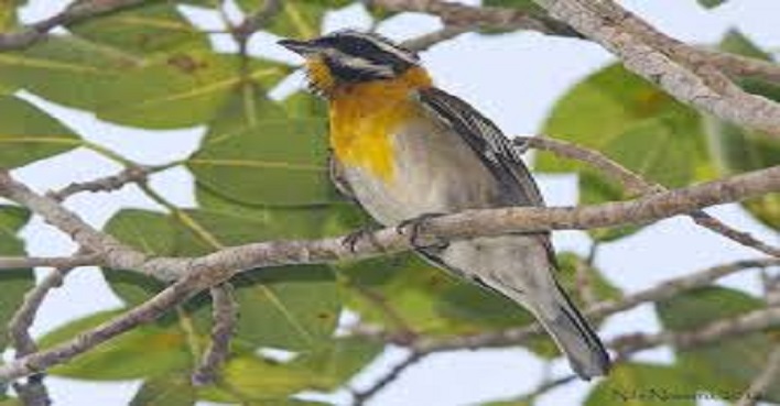 Caminata paraiso aves4